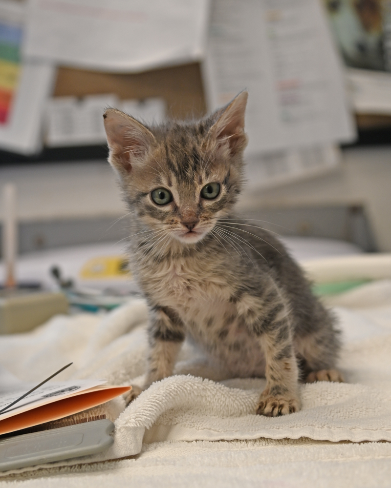 Helen Woodward Animal Center tweet media
