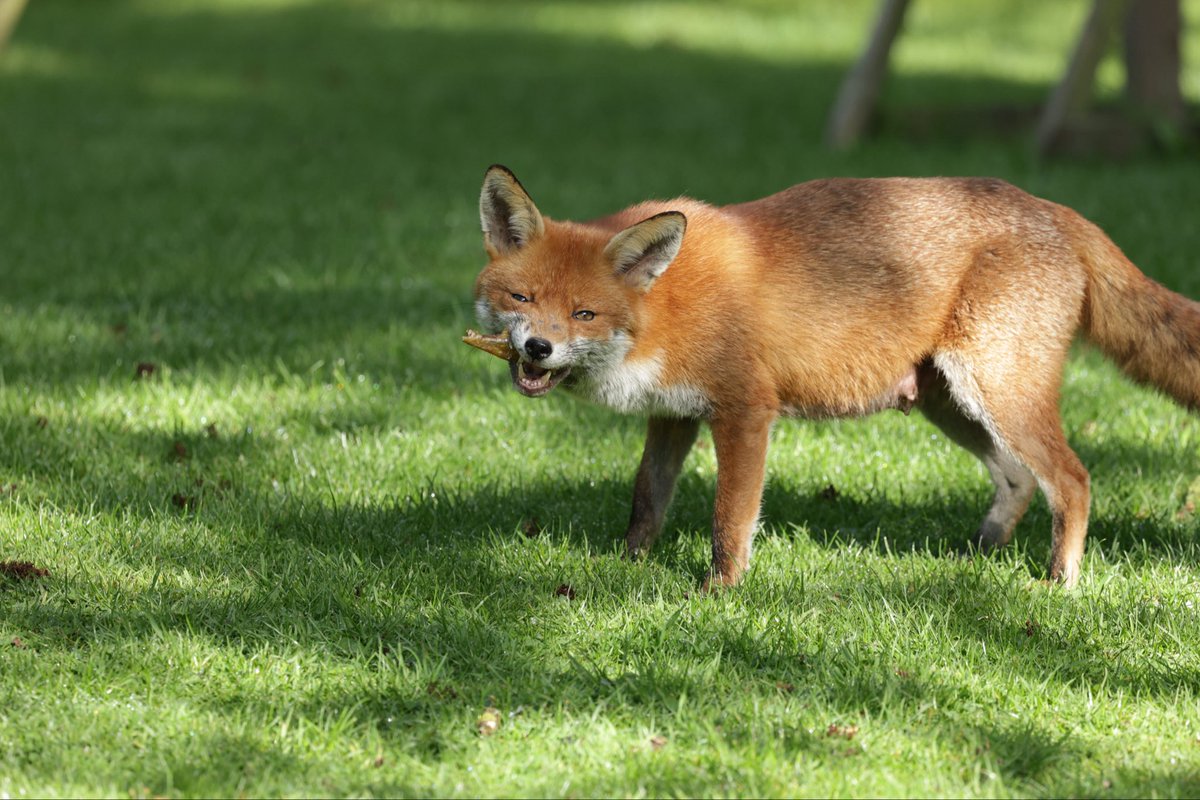 davidhateley's tweet photo. Vixens in the garden yesterday morning enjoying the sun. #foxoftheday @BBCSpringwatch https://t.co/g0QS4ClmZ9