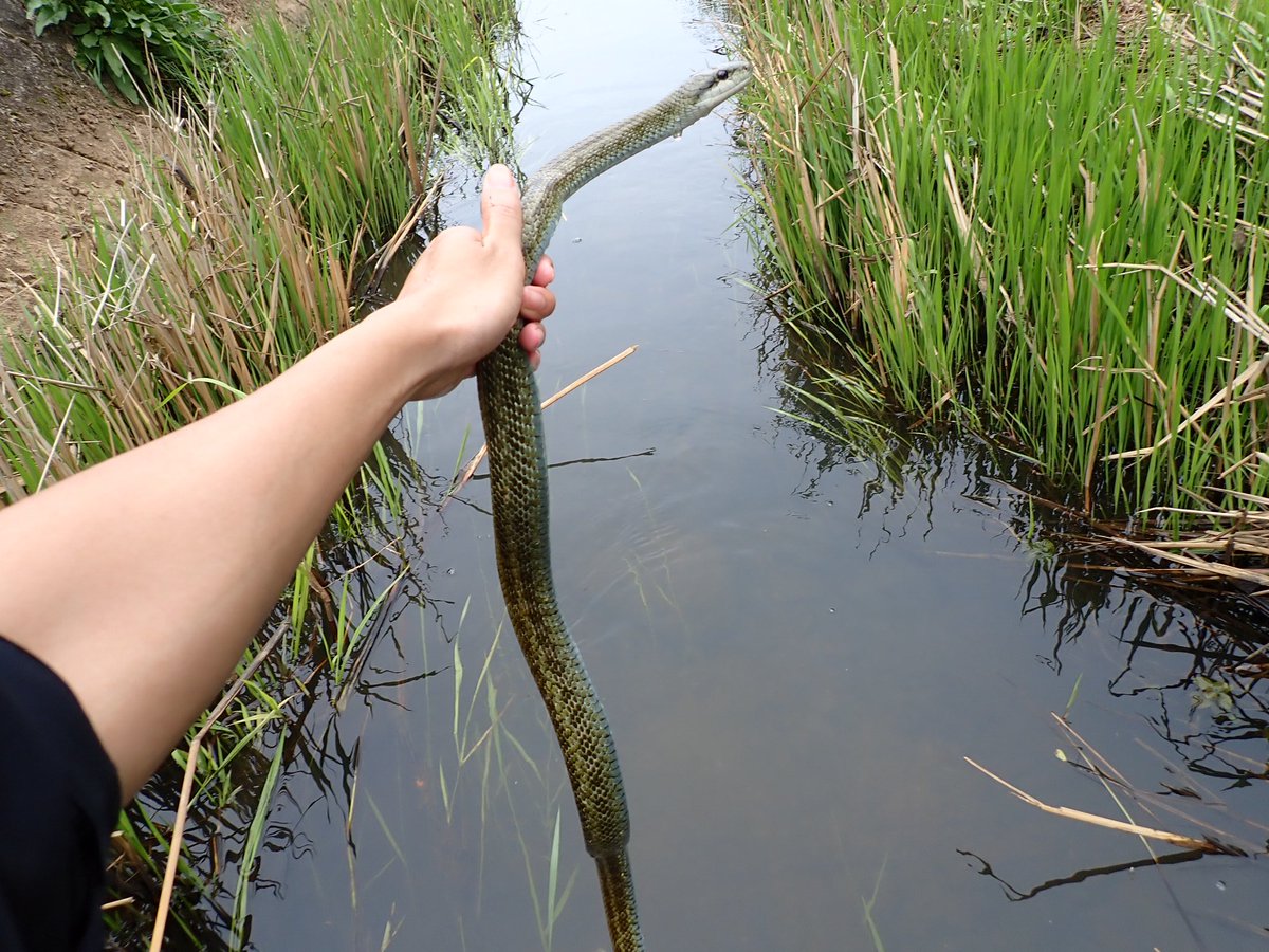 モズクガニ tweet media