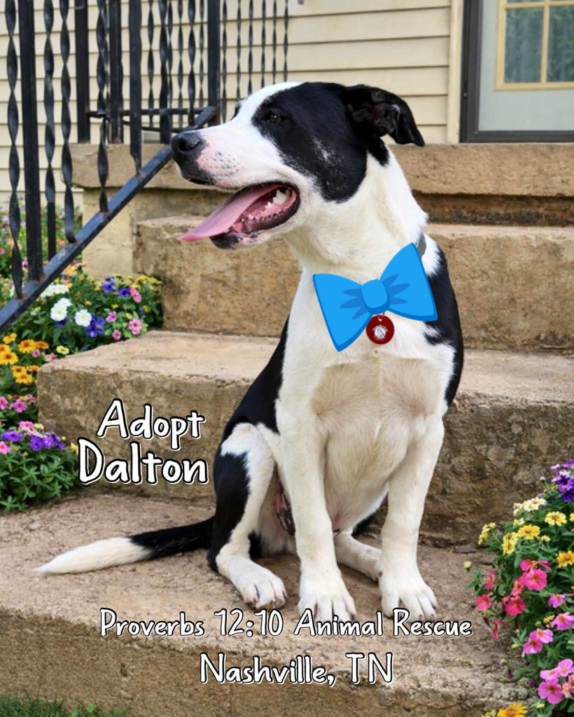 TNProverbs1210's tweet photo. Why you will love Dalton:

Fun loving and playful
Loves stuffed toys
Can entertain himself or play with you
Very affectionate and people oriented
 Would thrive in a loving, active home
​
See Video of Dalton here:
https://t.co/YbxTOtDREv

 Read more here: 
https://t.co/D9QfeefQAf https://t.co/SstqJXQkn5