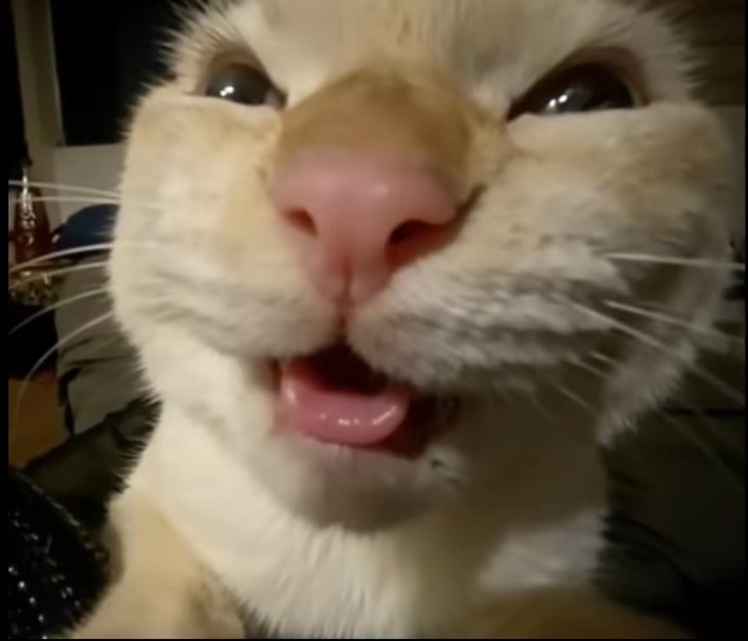 666哪里都有非人类 tweet media