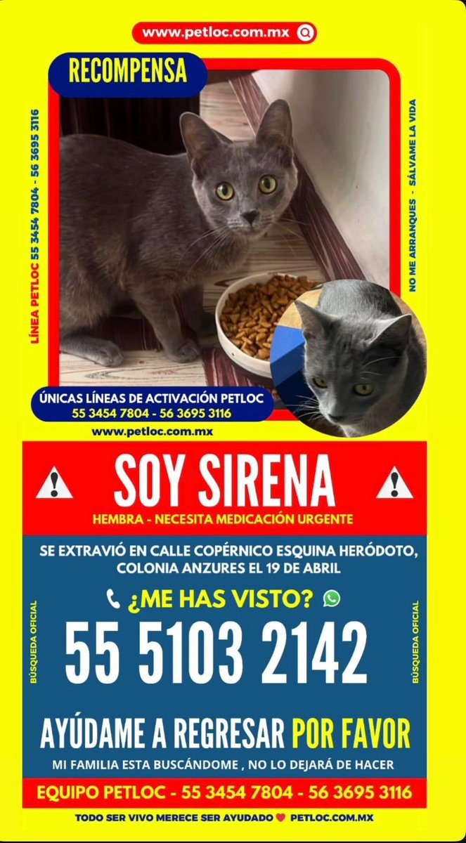 #Extraviada Sirena, gata color gris, pelo corto, ojos amarillos. Se perdió en calle Copérnico y Herodoto, col. Anzures, Miguel Hidalgo, CDMX, el 19 de abril.
Es una gata joven y necesita medicina urgente.