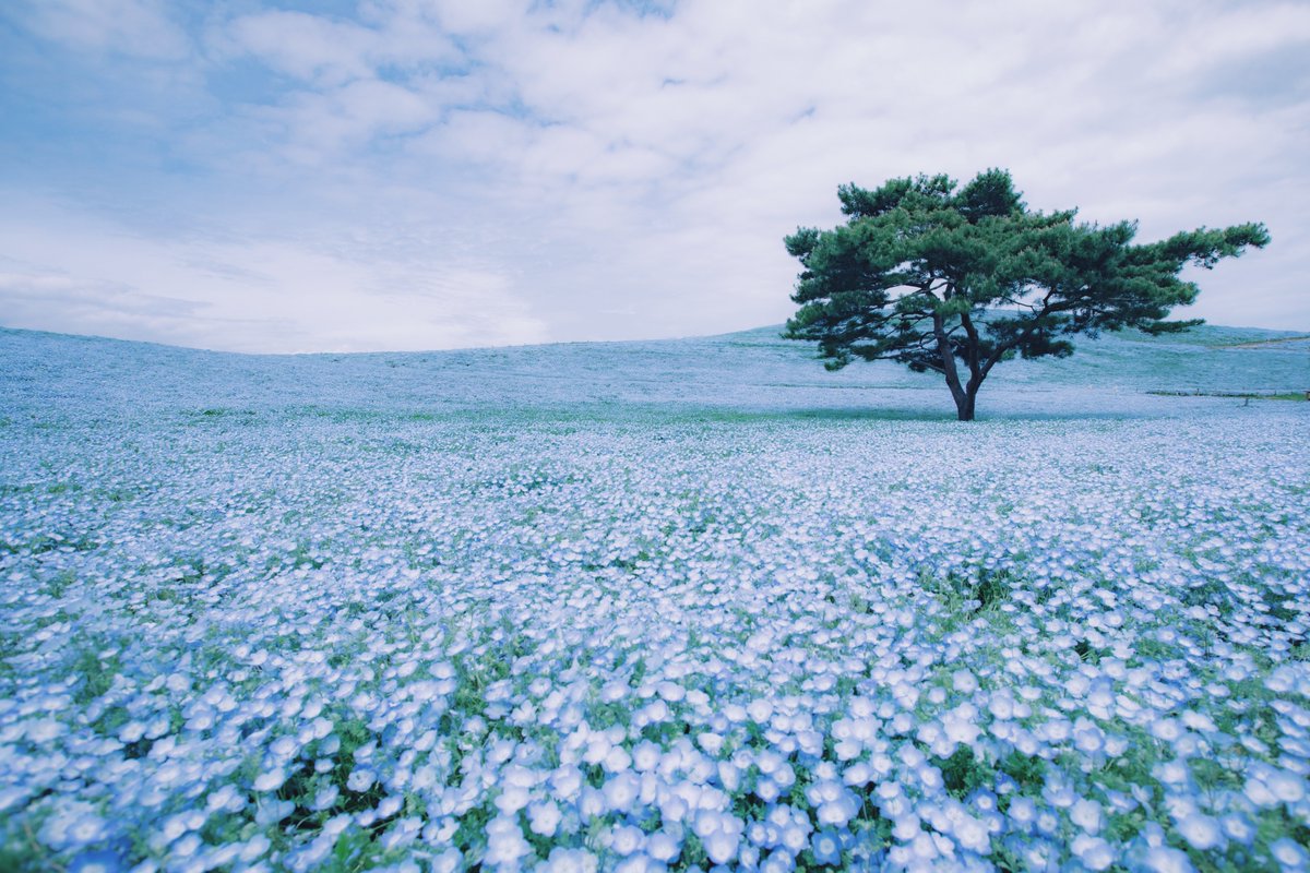 すず | suzu tweet media