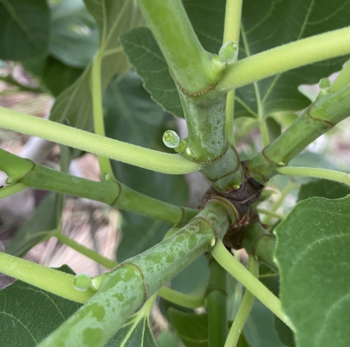 NCGardening's tweet image. Little baby figs are forming already. This is why I grow Celeste. The earliness is unrivaled.

———
#figtrees #fruittrees