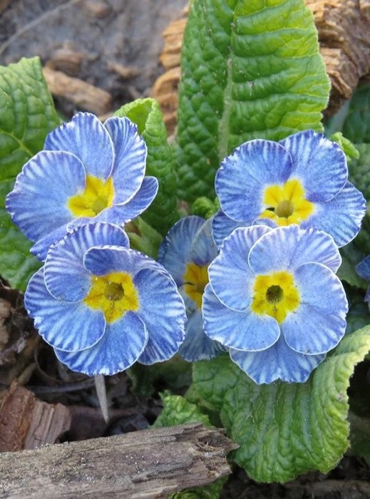 Ботаничка tweet media