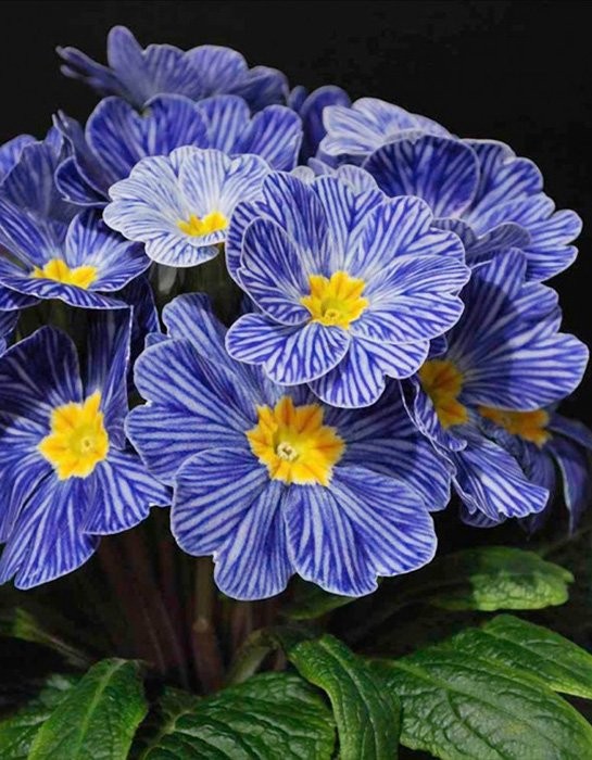 Ботаничка tweet media