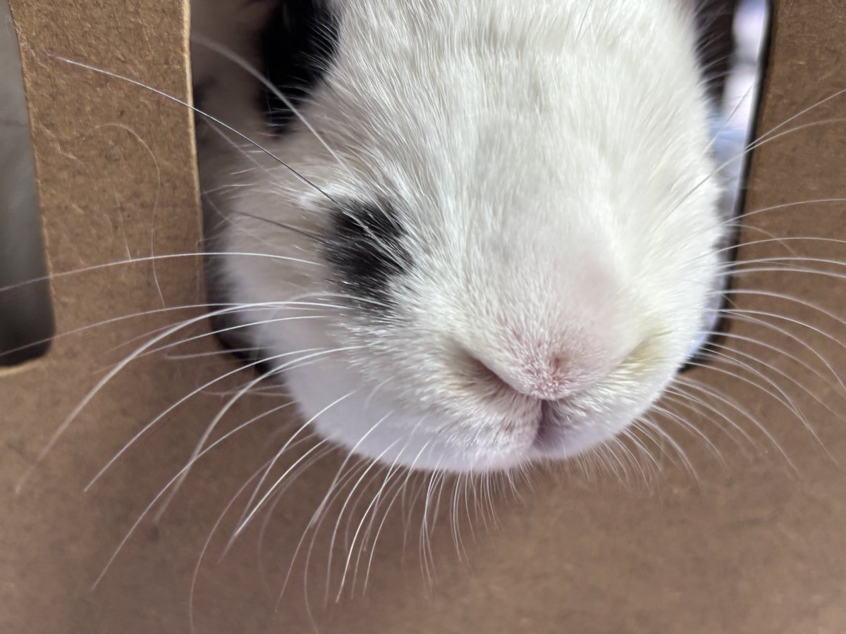 Cordelia tweet media