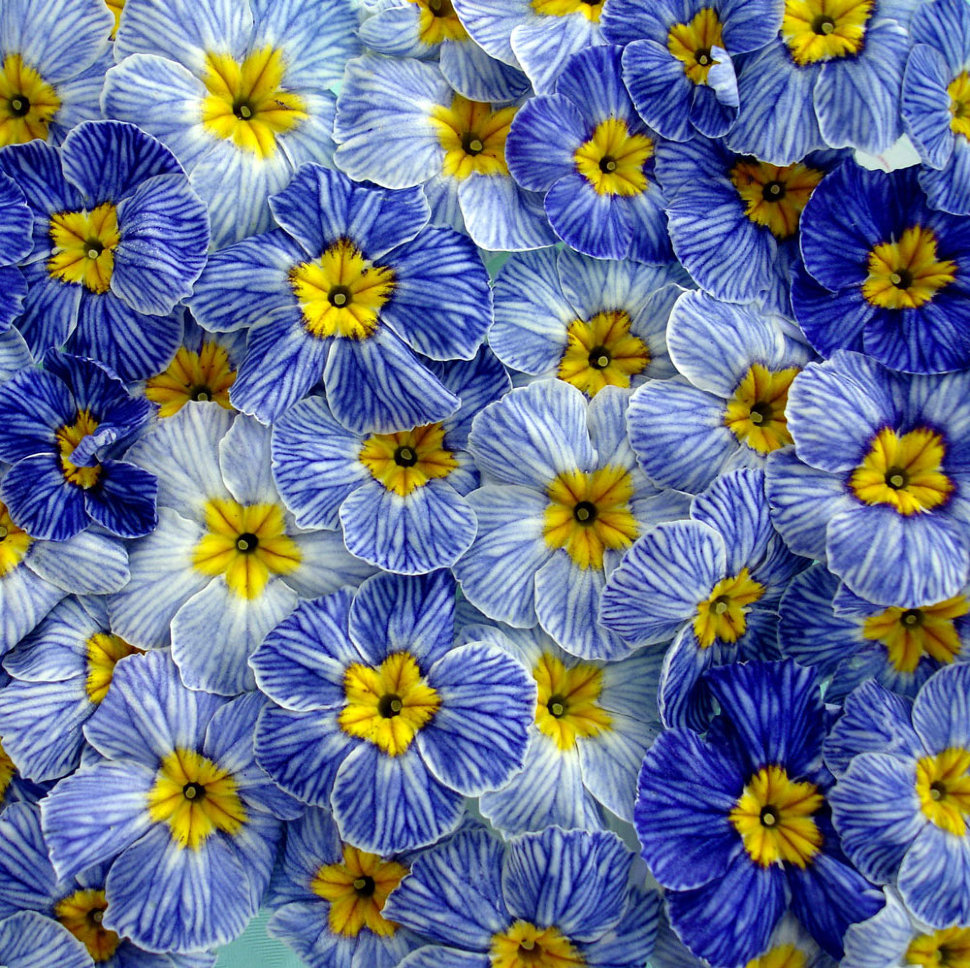 Ботаничка tweet media