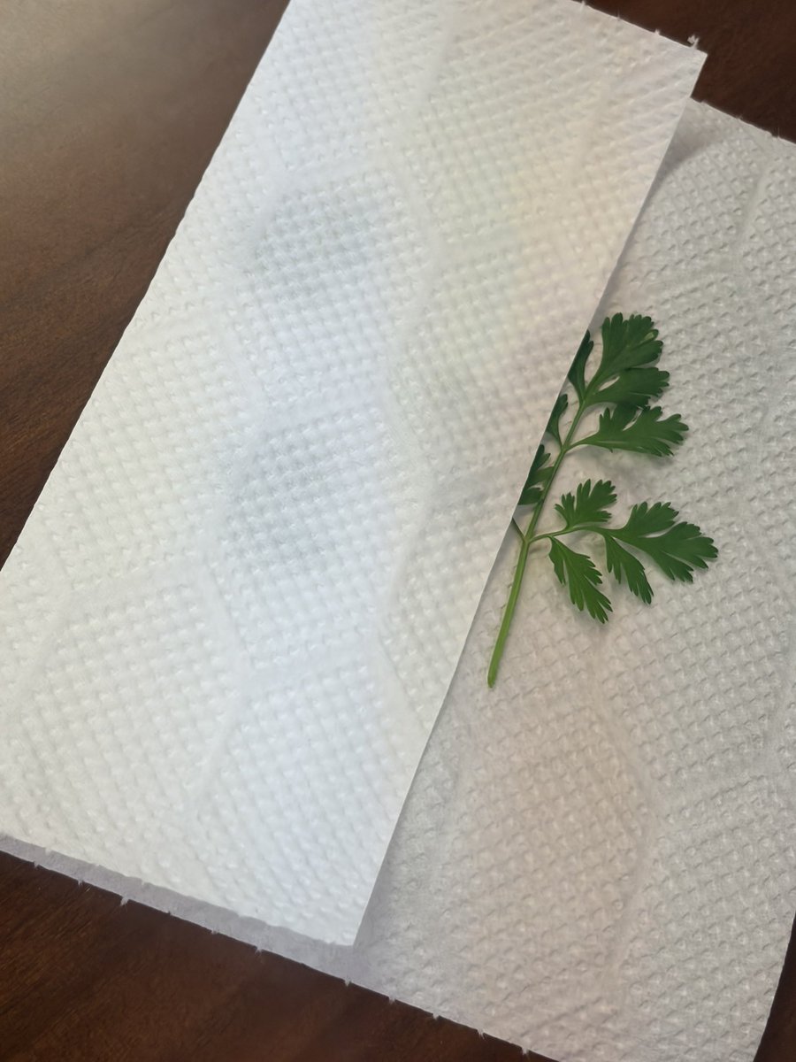 畑でとれたパクチーで
押し花(？)する！！💚🌿