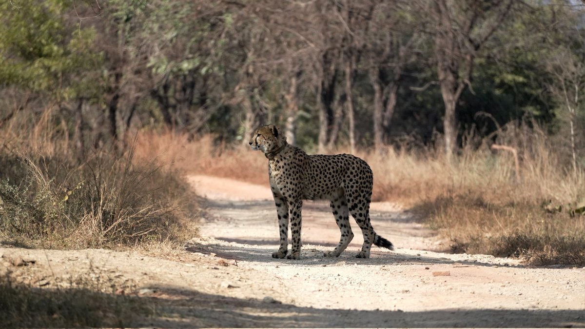KunoSafari's tweet photo. Recently spotted in Zone 9 of Ranthambore, this cheetah has captured the spotlight — but these images take us back to its time in Kuno, thriving in its natural habitat.
KAP2 carries a remarkable lineage.
nd explore runs deep in its genes. https://t.co/8m0HhuR4Pb