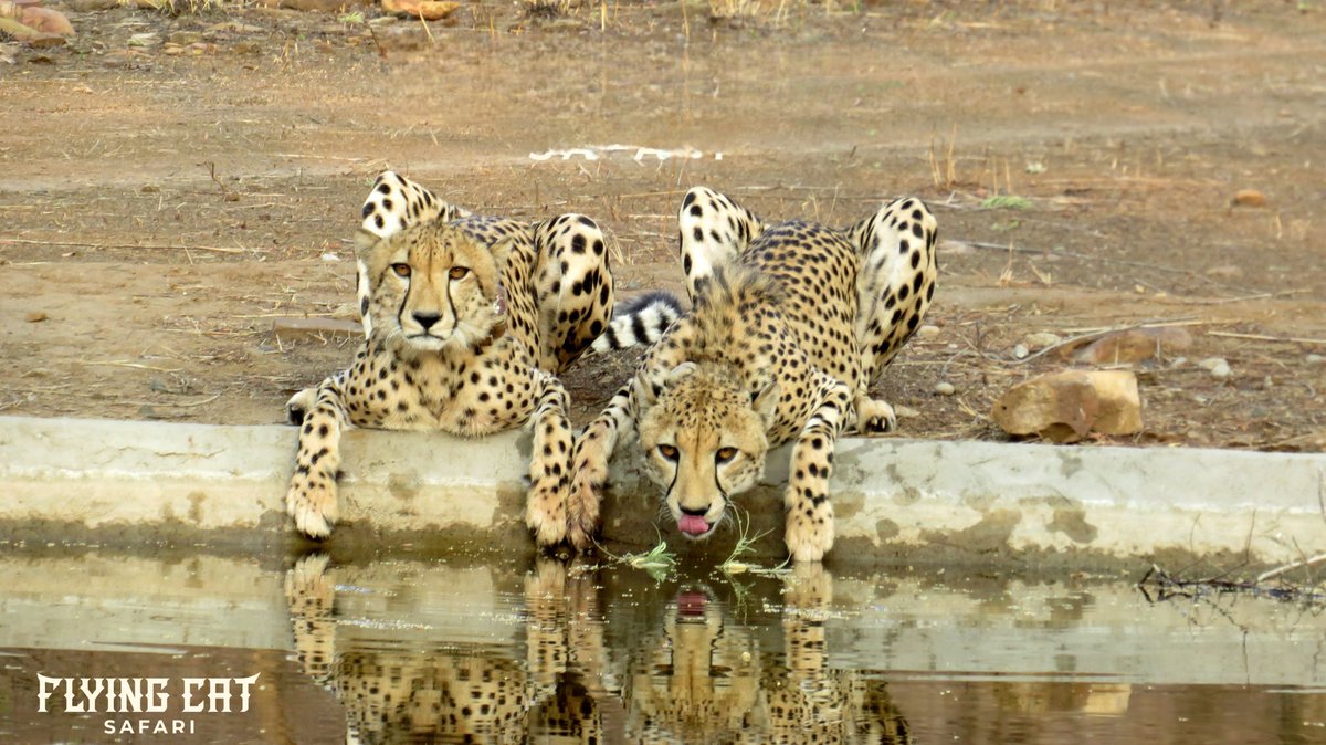 KunoSafari's tweet photo. This moment represents more than a sighting.
It reflects the possibility of shared landscapes, natural movement, and evolving ecosystems — a glimpse into the future of conservation 
📍Kuno ➡️ Ranthambore
🌿 A story of genes, journeys, and coexistence https://t.co/zlFoHdvuEZ