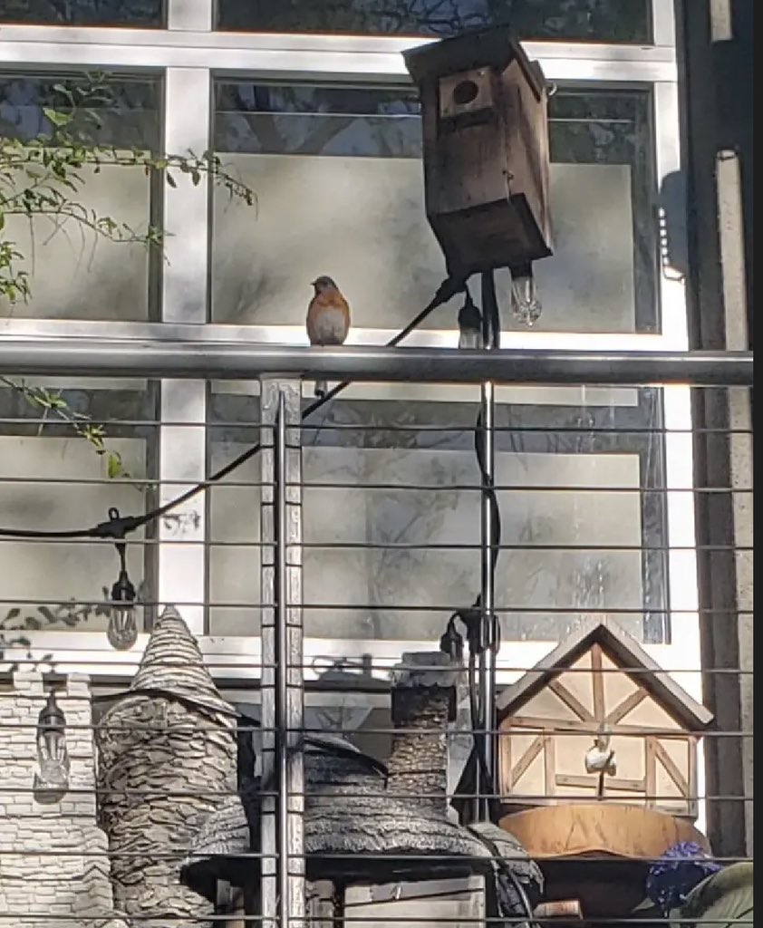 drstark's tweet image. Wonder of wonders! Another #bluebird couple arrived this past week to the bird box on my office balcony. They've been going in and out of the bird box which may mean they're making a nest there! Here's one of the bluebirds out on the balcony. #AuthorLife #OfficeGarden #nature