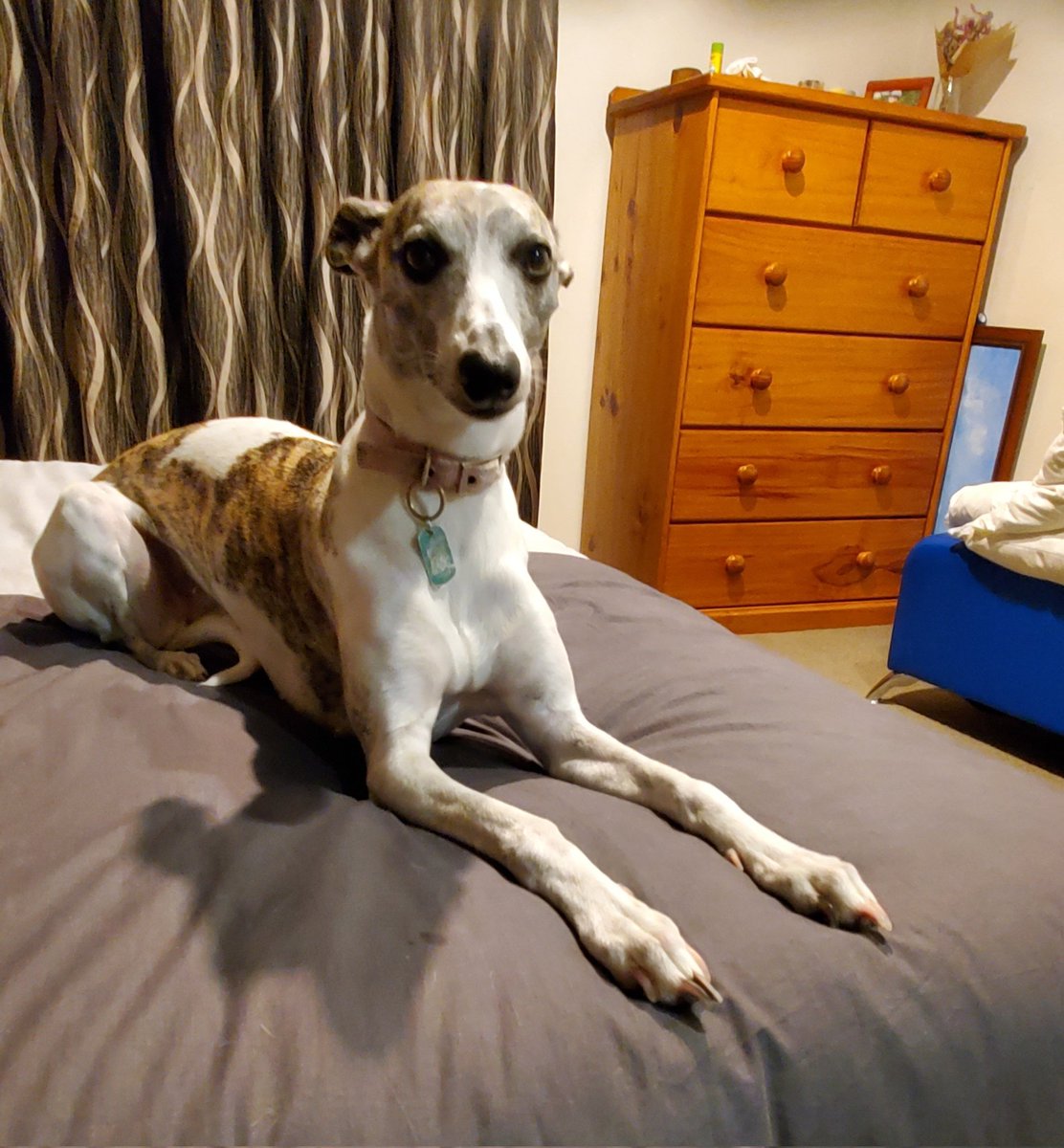 Candace the whippet tweet media