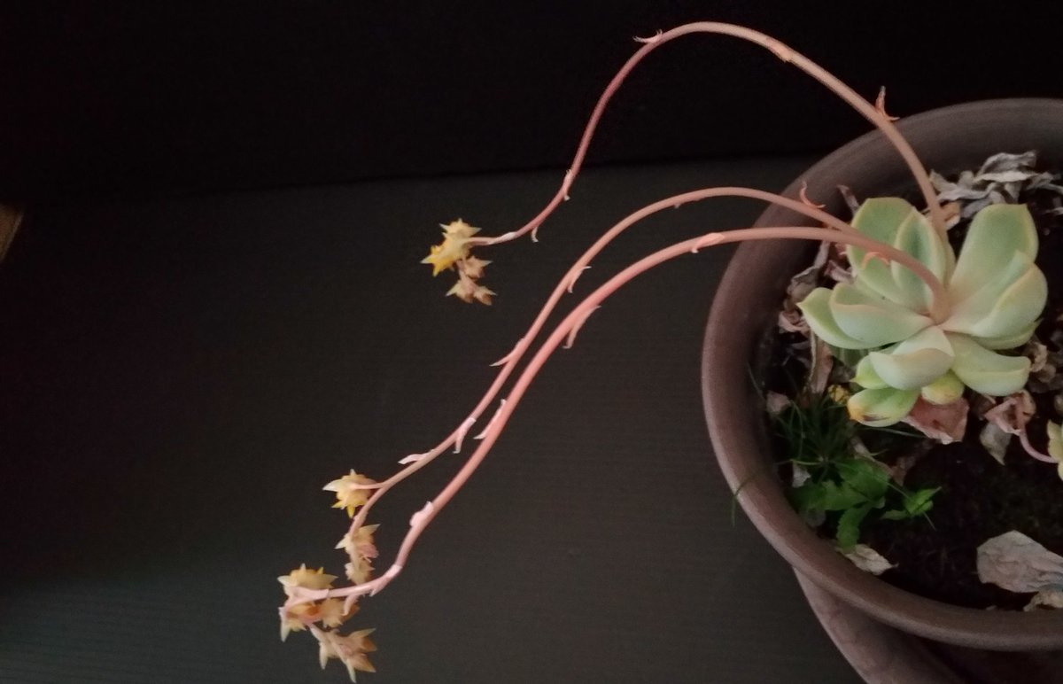 kero rinrin☆★戯れのカツオノエボシ(暫くkerorinrin2がメイン) tweet media