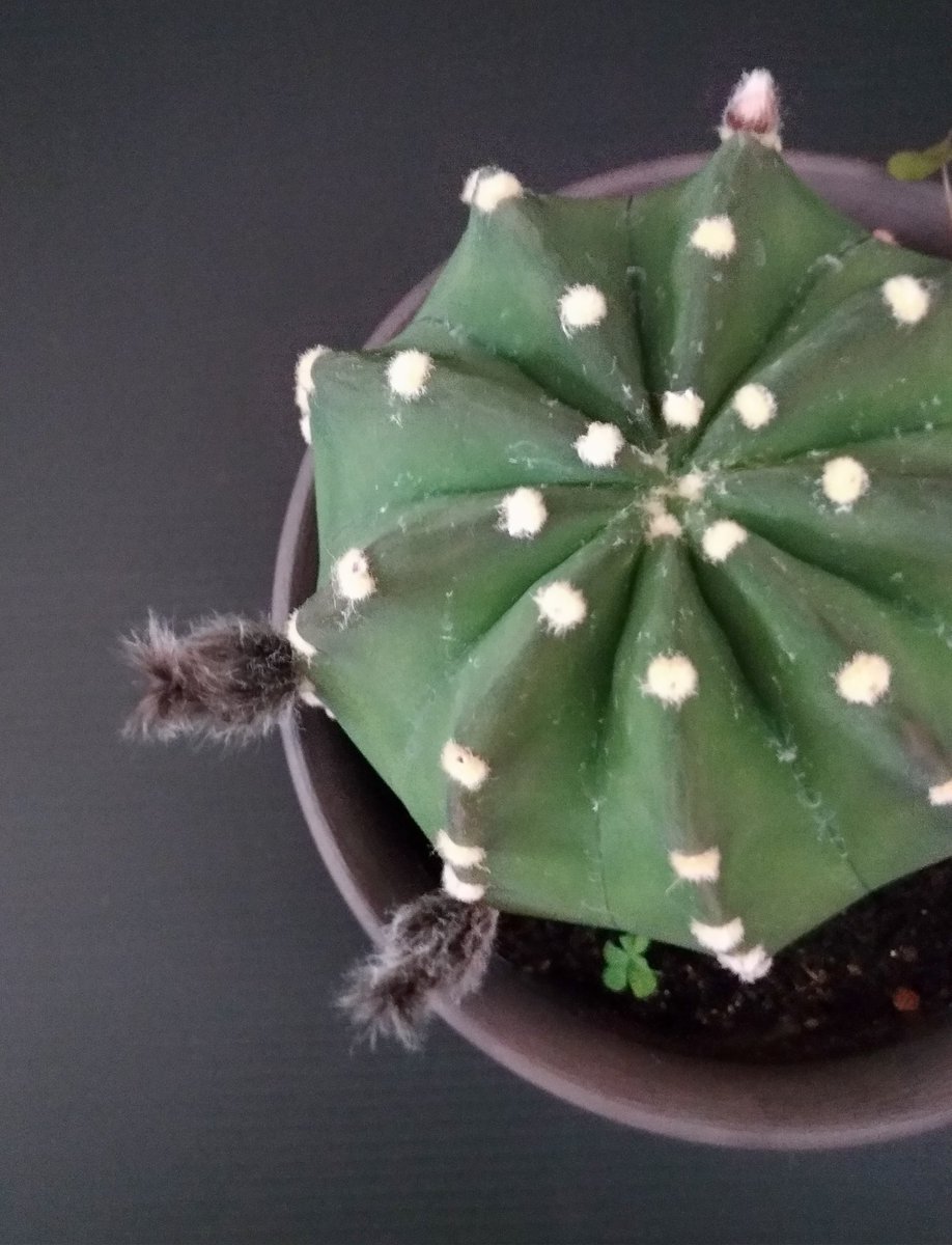 kero rinrin☆★戯れのカツオノエボシ(暫くkerorinrin2がメイン) tweet media