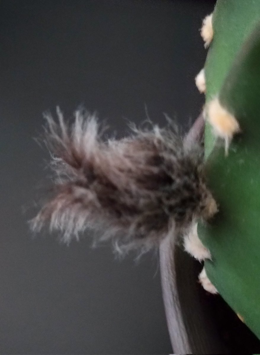 kero rinrin☆★戯れのカツオノエボシ(暫くkerorinrin2がメイン) tweet media