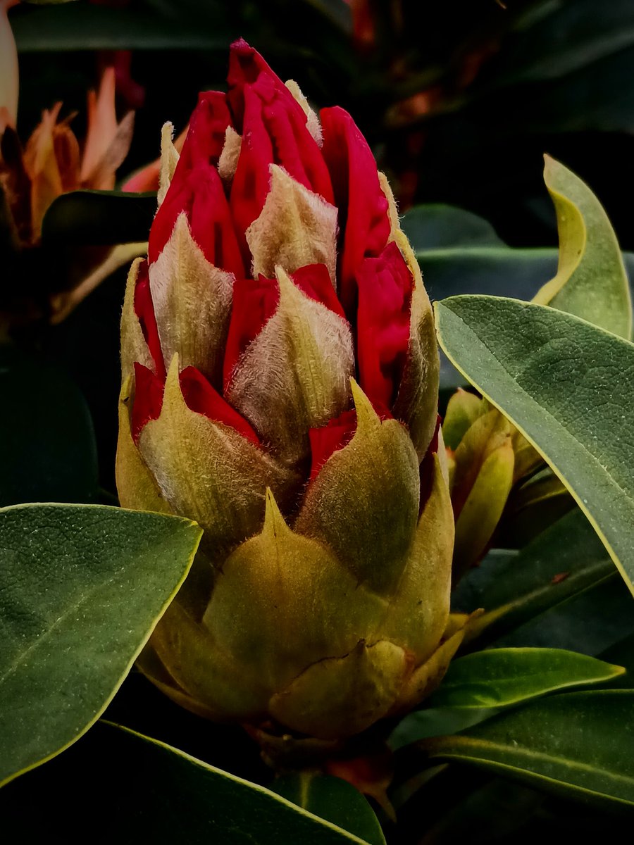 SewellLeigh's tweet image. Flamin' Eck 👀🔥

Rhodo ' Wilgens Ruby' going for it

#macromonday #mondaymorning #flowers #flowerphotography #gardeningx