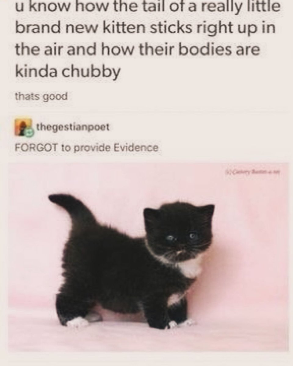 Punch Cat tweet media