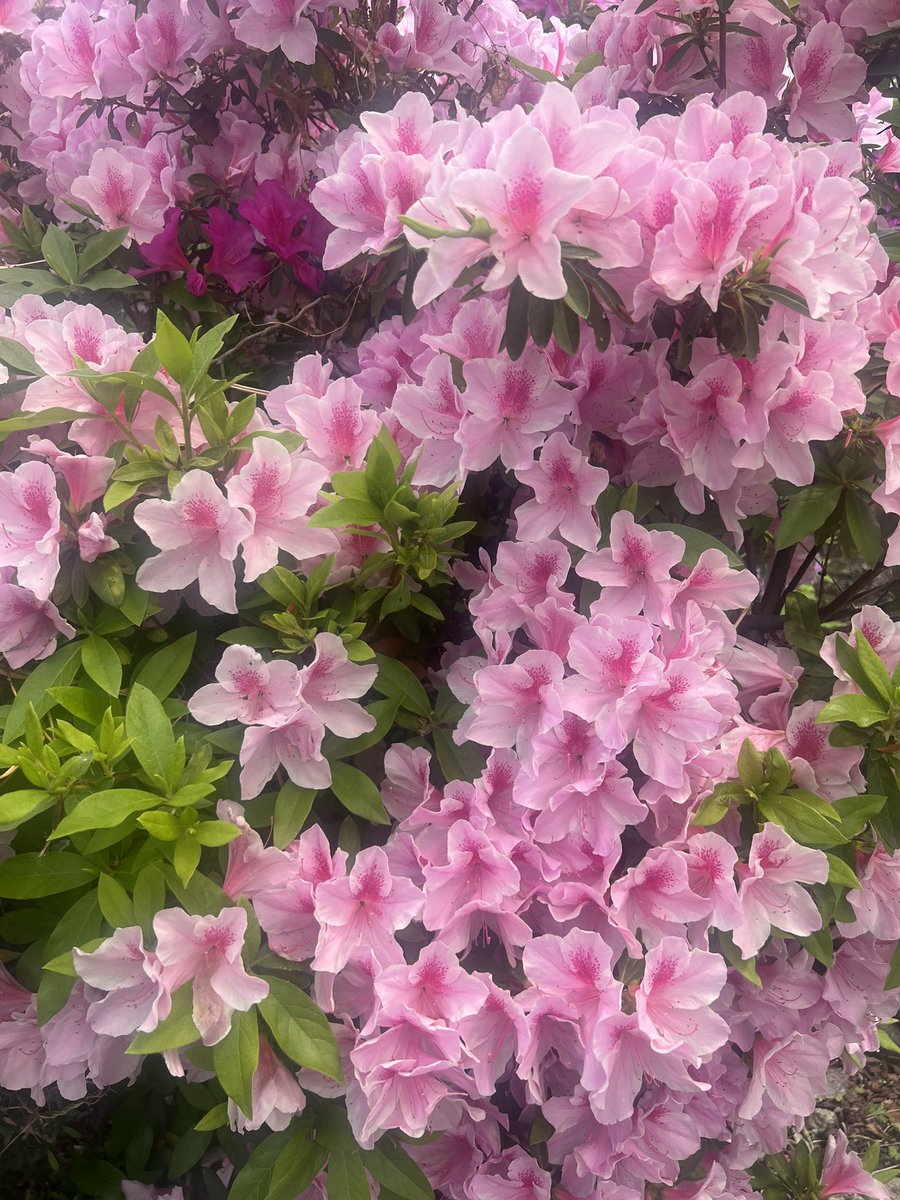 Momoko Iijima tweet media