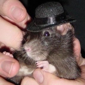 🐀ྀིྀིྀིྀིྀི tweet media