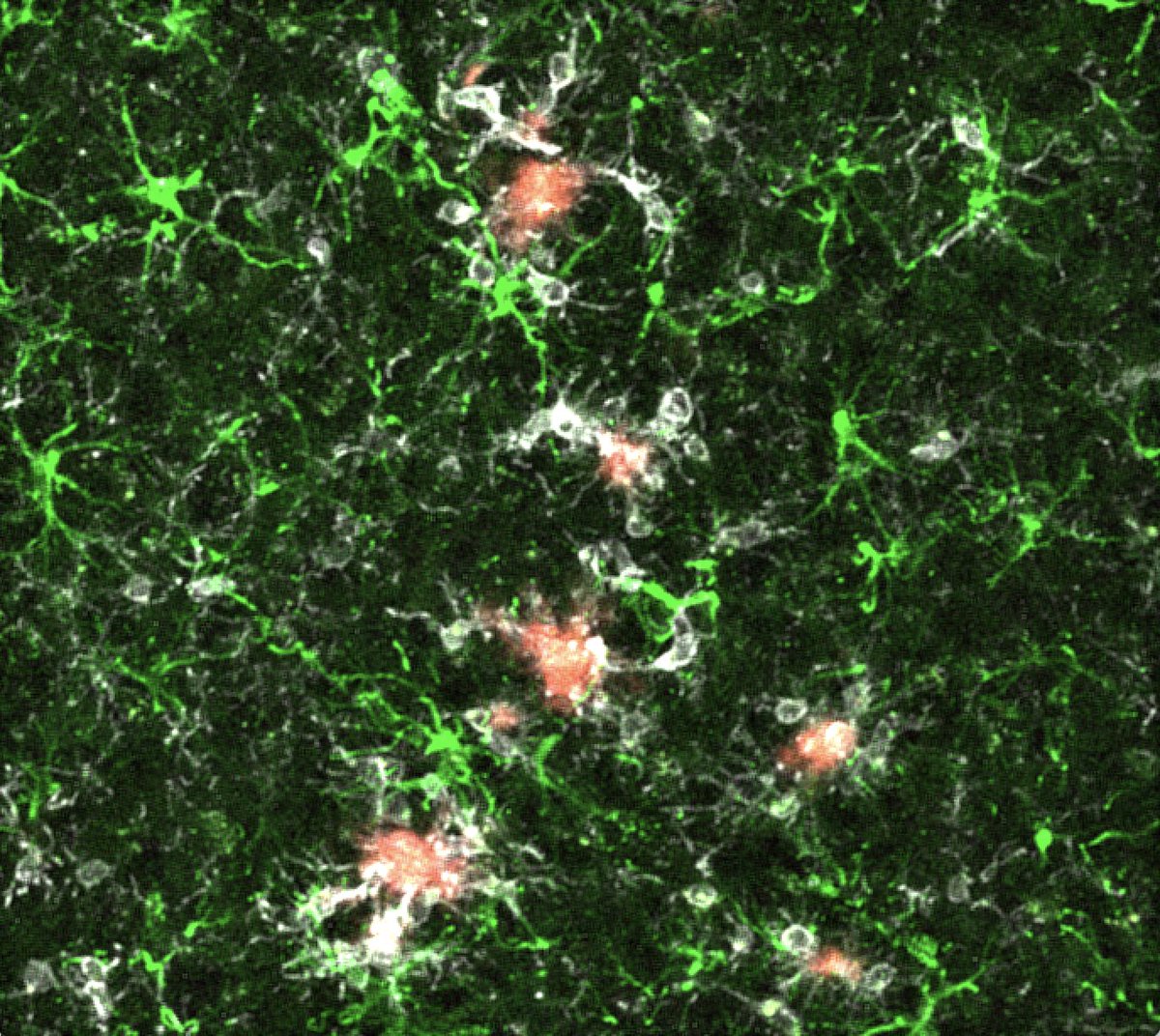 Friedman Brain Institute tweet media