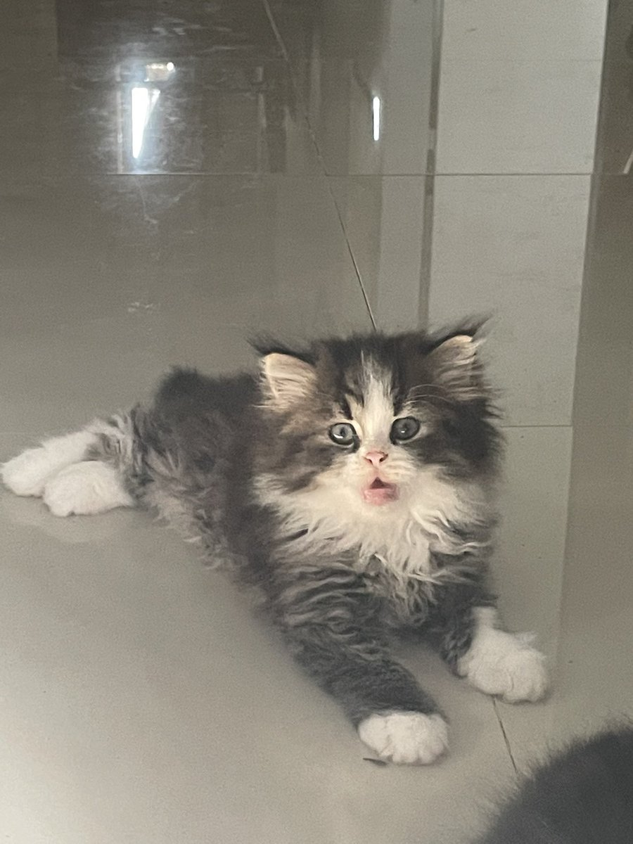 Della ⟢ tweet media