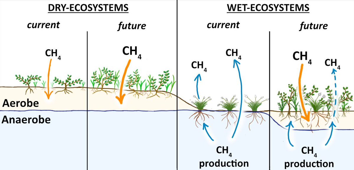Global Change Biology tweet media