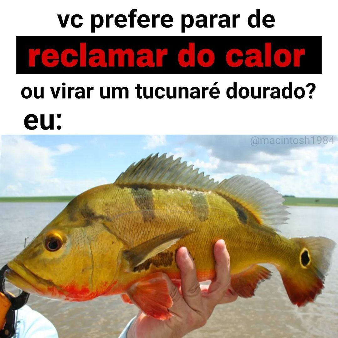 AnaliseDeCalvos's tweet photo. ㅤ https://t.co/LU6N0I26mQ