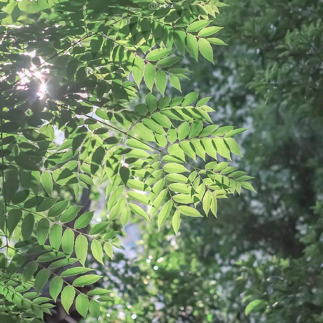 palestino tweet media