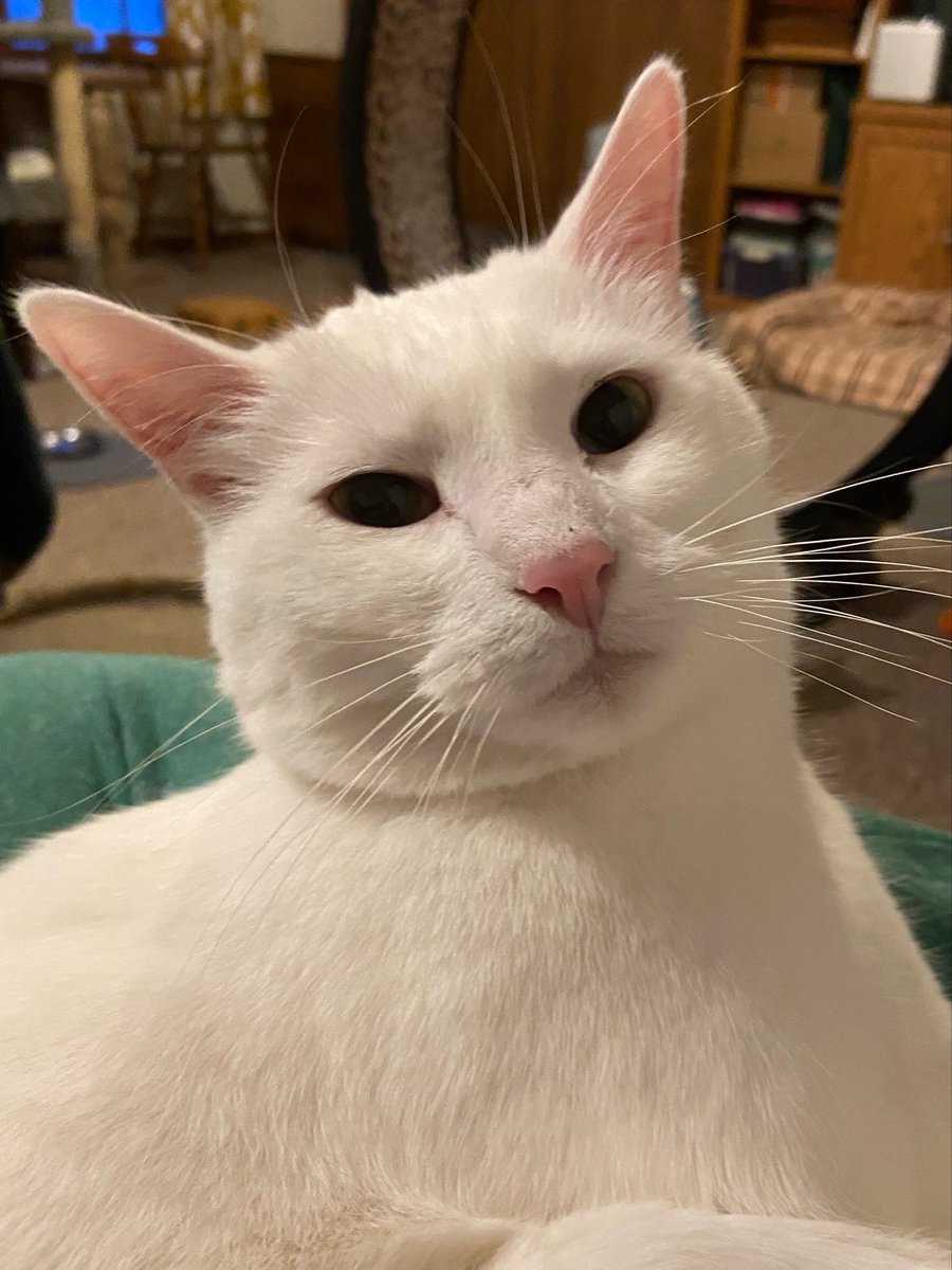 Rya 🐉🧸 tweet media