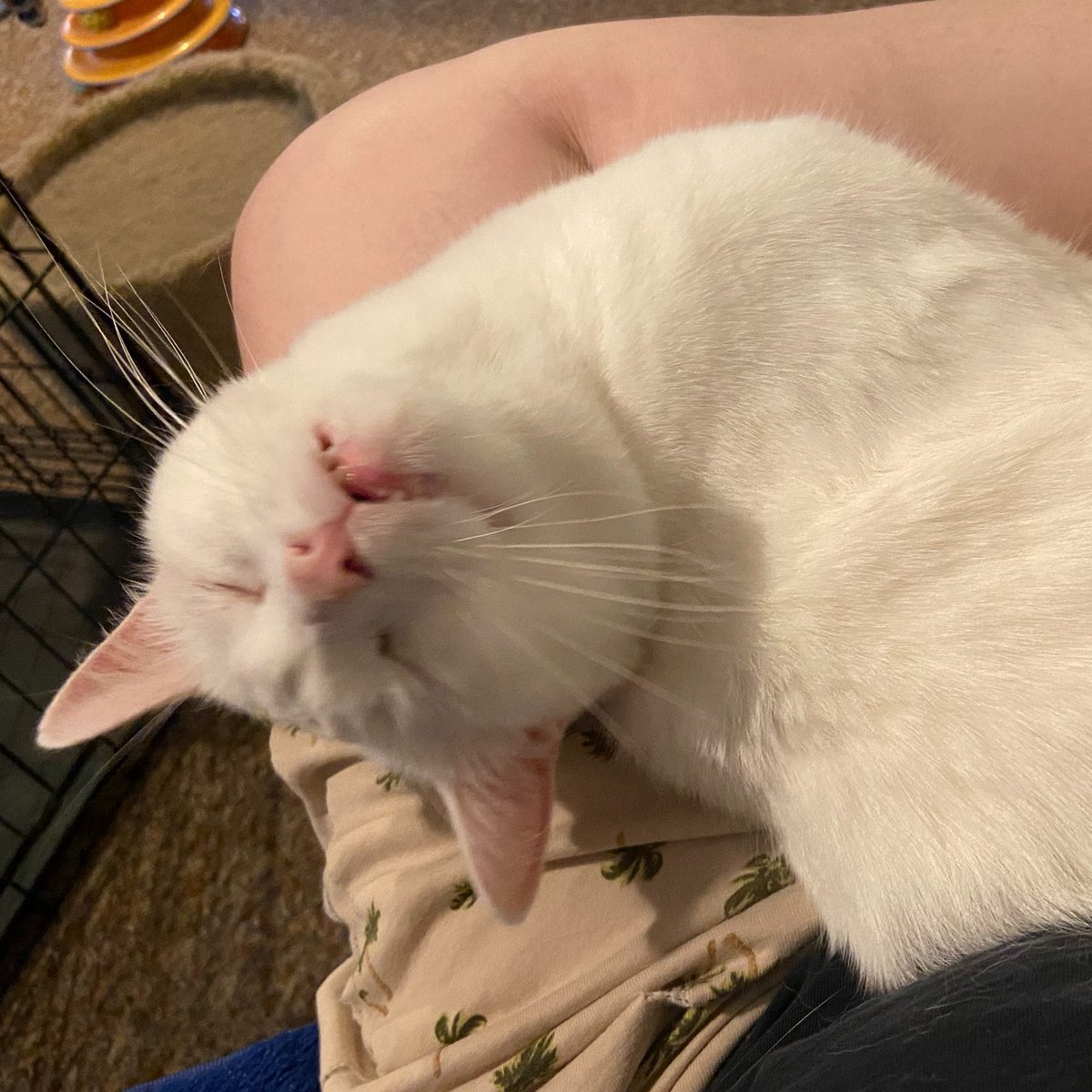 Rya 🐉🧸 tweet media