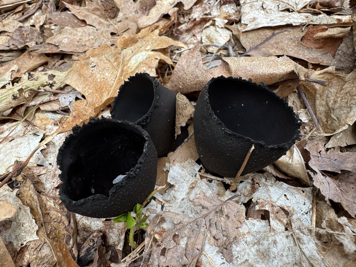 Urnula craterium