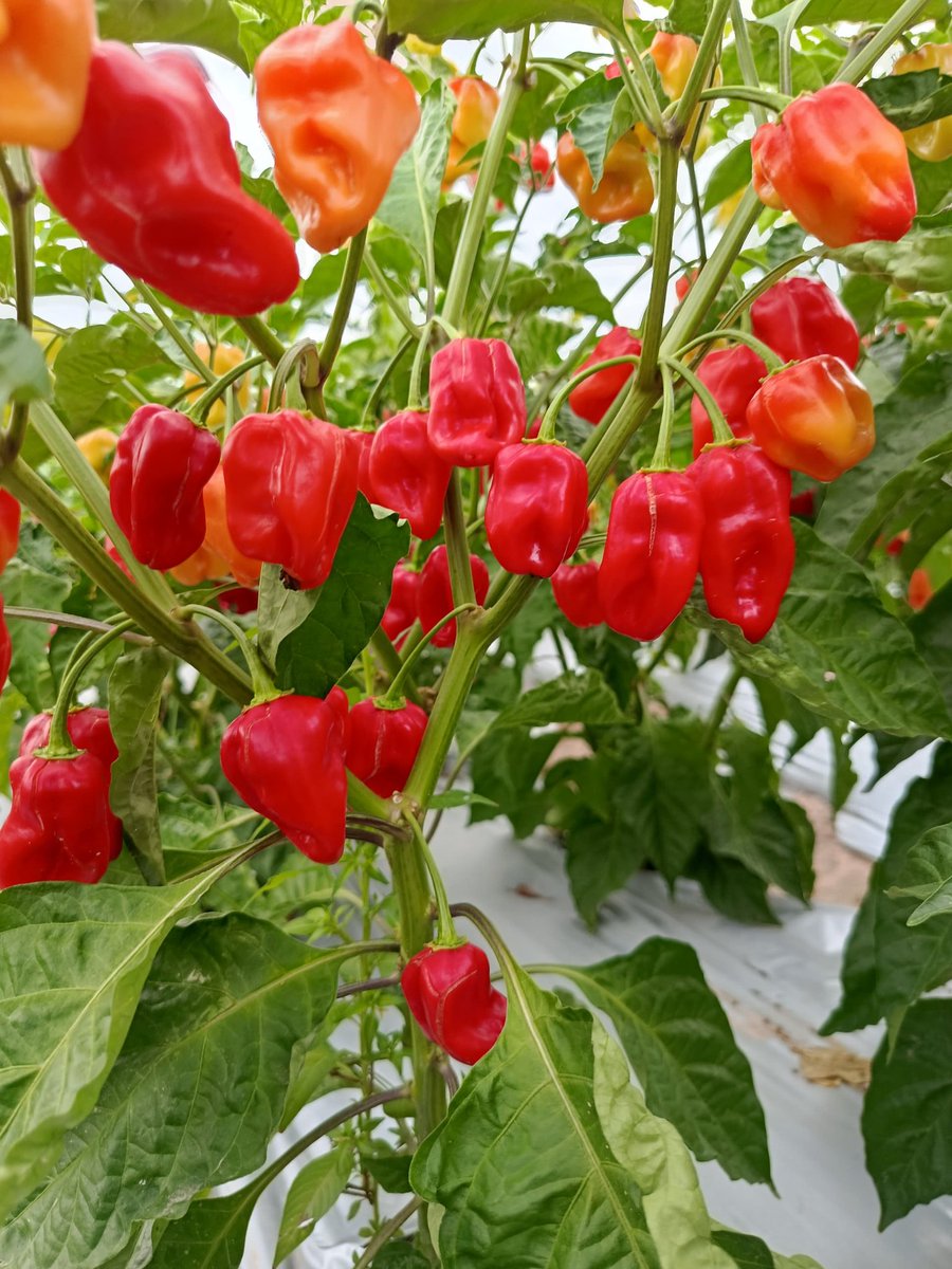 Baale of Milan🔴⚫ tweet media