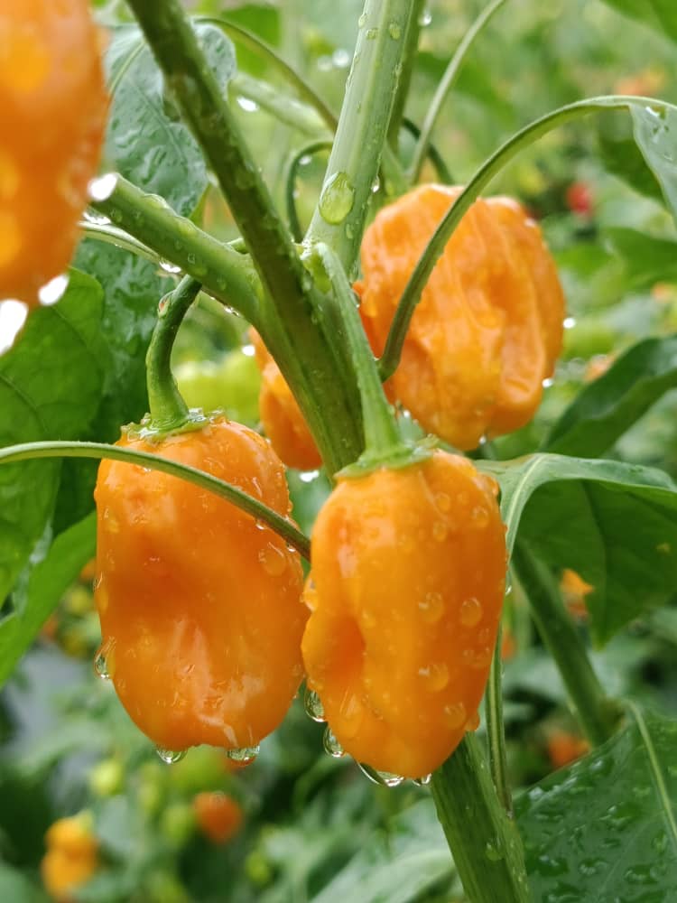 Baale of Milan🔴⚫ tweet media