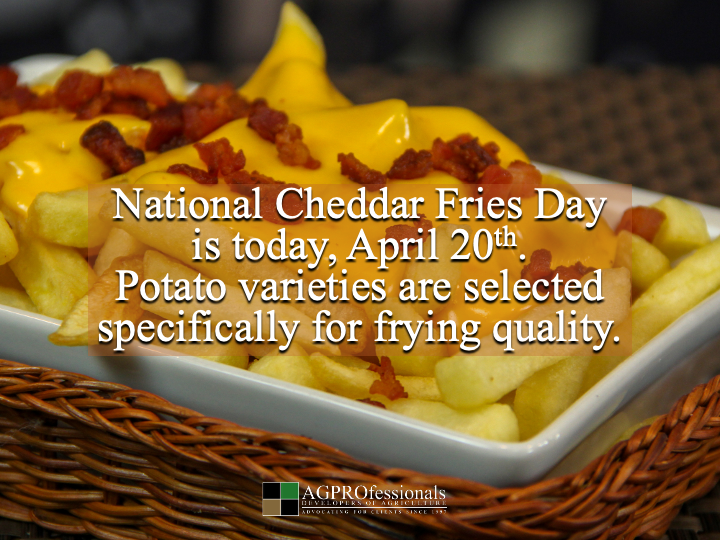 AGPConsult's tweet image. Cheddar fries 🍟🧀

Potatoes
Milk
Pork
Veggies

All agriculture, all yummy

#CheddarFriesDay #Ag #FarmToTable