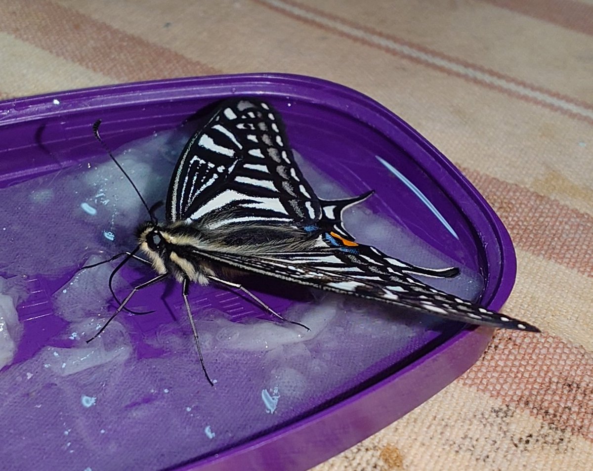 Sima6464's tweet photo. ナミアゲハが8匹羽化しました。🦋(48~55匹目)
今回投稿した子たちは1週間で羽化した子たちになります。
残りの蛹は3つあるのですが、2つは色が怪しいので、おそらく羽化してくるのは残り1匹となりそうです。
今回羽化した子たちは放蝶予定となります。
#ナミアゲハ
#アゲハチョウ
#蝶 https://t.co/bGeYhO7pT7