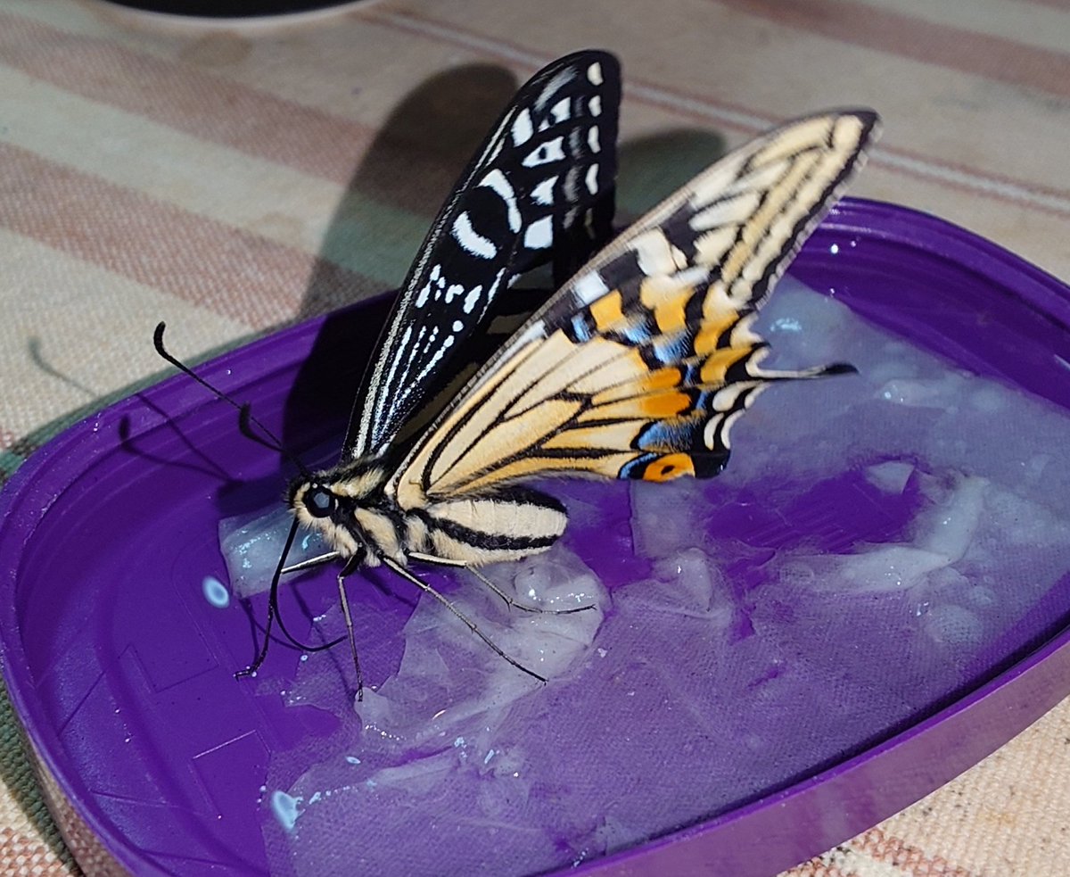 Sima6464's tweet photo. ナミアゲハが8匹羽化しました。🦋(48~55匹目)
今回投稿した子たちは1週間で羽化した子たちになります。
残りの蛹は3つあるのですが、2つは色が怪しいので、おそらく羽化してくるのは残り1匹となりそうです。
今回羽化した子たちは放蝶予定となります。
#ナミアゲハ
#アゲハチョウ
#蝶 https://t.co/bGeYhO7pT7