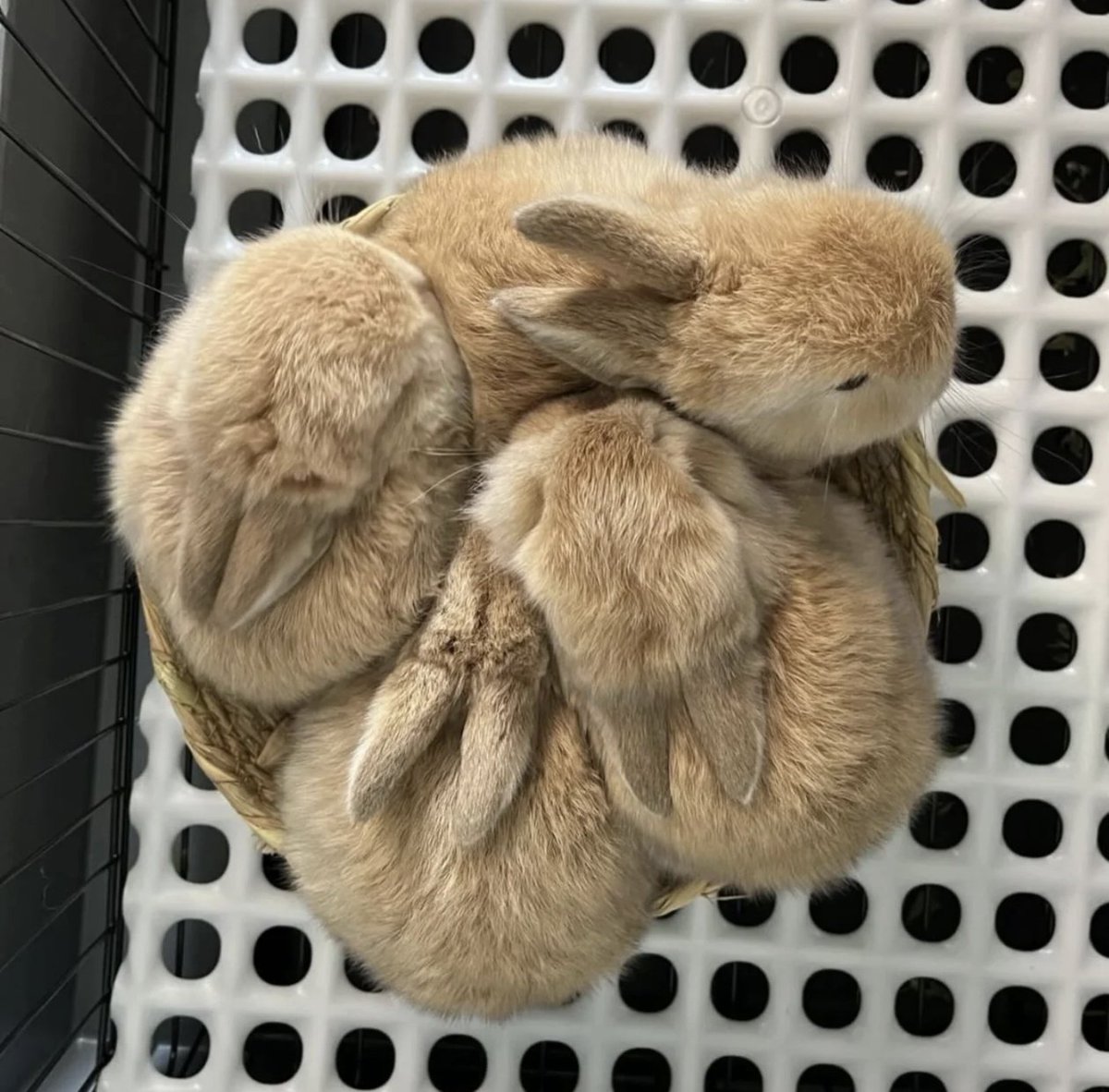 Coneadicta's tweet photo. Bunnies ✨ https://t.co/4LXq2CDuVt