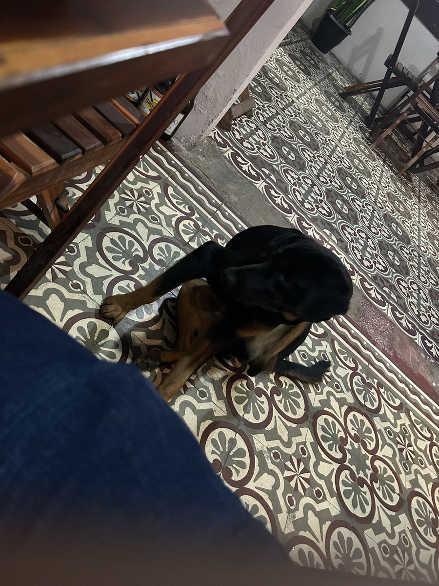 Nenhum dono de restaurante/bar deve gostar da minha presença no estabelecimento comercial. Certamente, não é o certo a se fazer, mas se o cachorrinho encosta em mim com fome, eu divido o tira-gosto com ele.