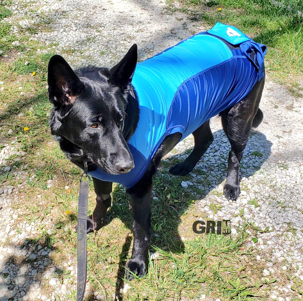 K9Garm's tweet photo. Quick walk and stand-about for some fresh air and sunshine.

Then lunch and back to sleep 💤 https://t.co/F1RA6OW1CC