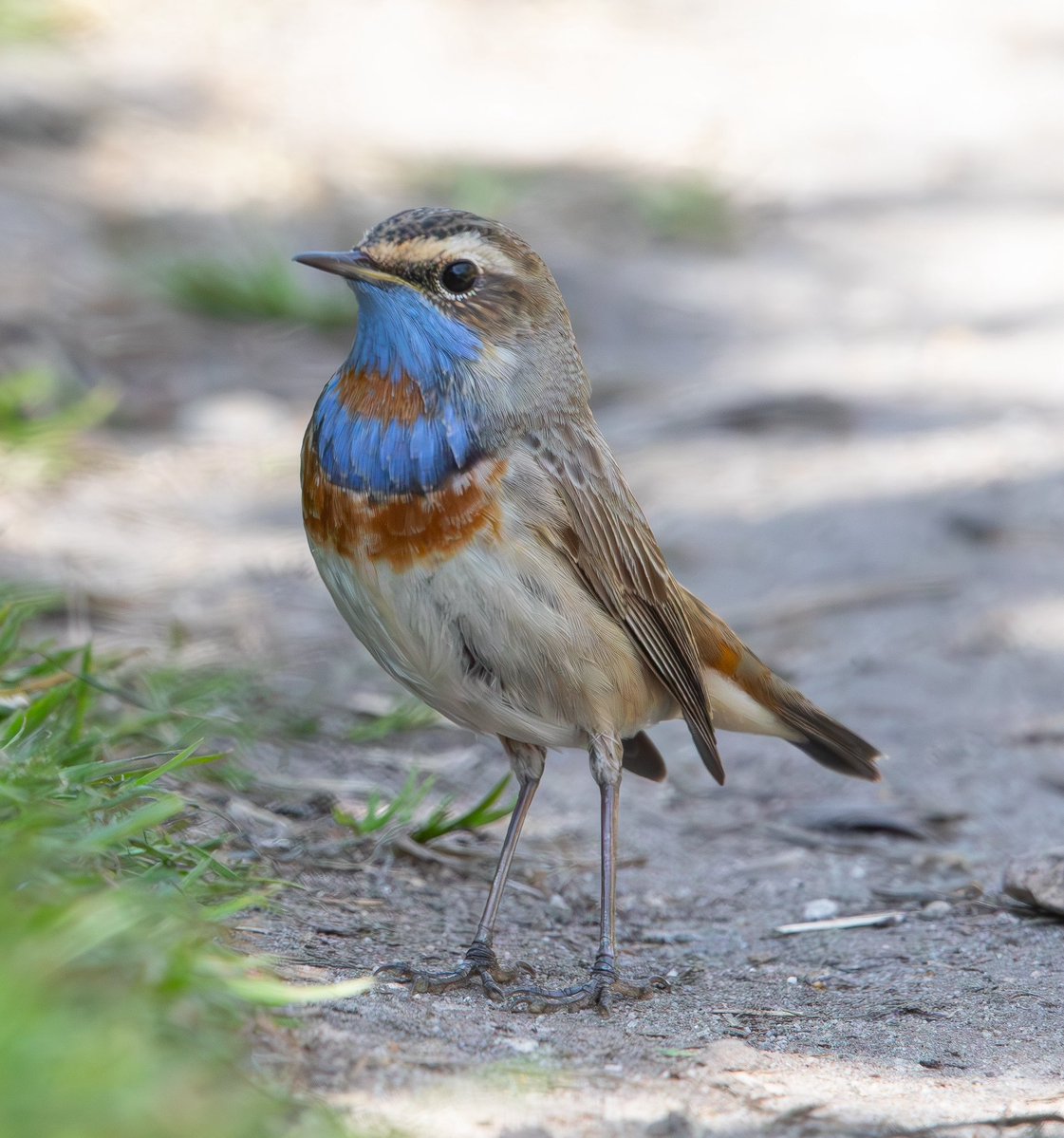 Rob Mould tweet media