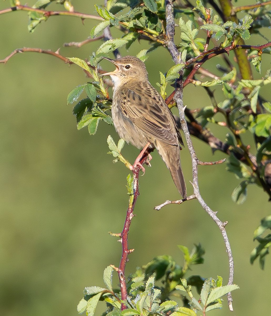 Rob Mould tweet media