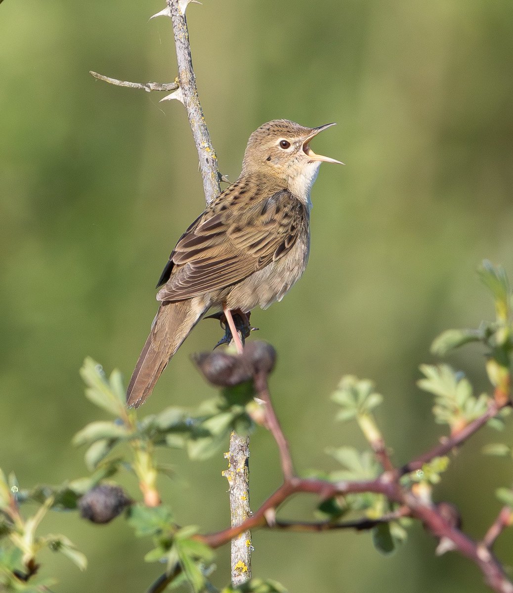 Rob Mould tweet media