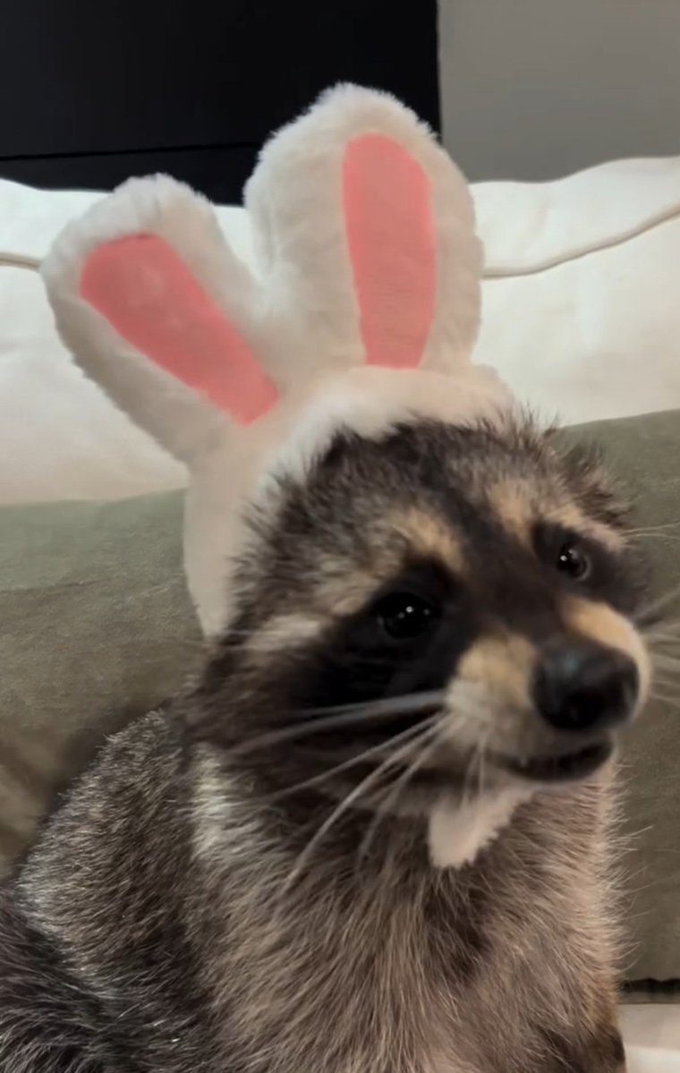 Why you should have a Raccoon tweet media