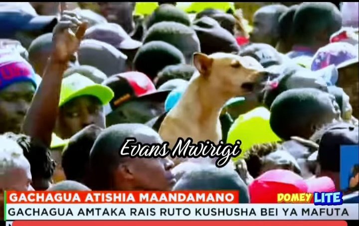 elpappie80's tweet photo. Bosco seen in Gachagua's rally in Dagoretti

Kenya anything is possible 😂 https://t.co/F1hQQYvgDv