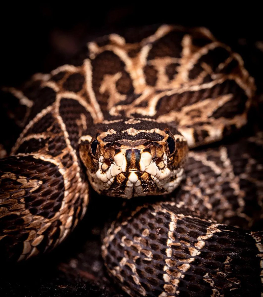 terradagente's tweet image. #bomdia🐍A urutu (Bothrops alternatus) ocorre nas regiões Sudeste, Centro-Oeste e Sul, além de estar presente no Uruguai, Paraguai e Argentina.

O registro foi feito pelo biólogo Isaac Roque, em Sales de Oliveira (SP).

#terradagente #animais #natureza #fauna