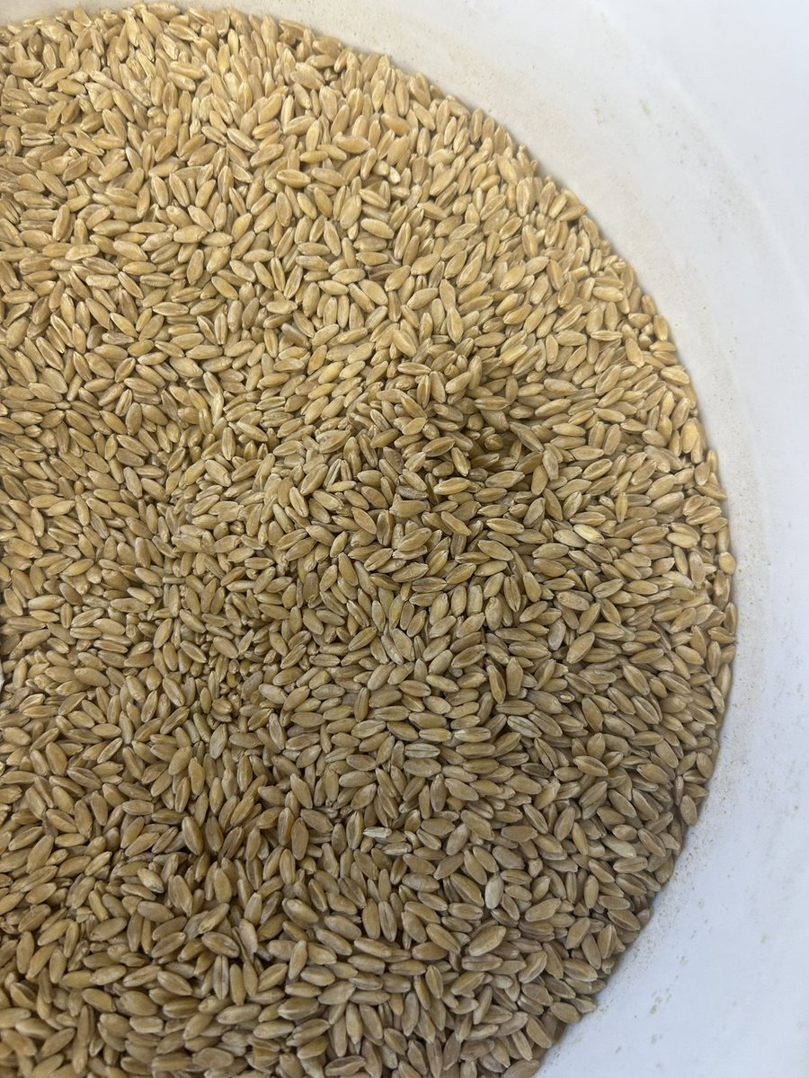 hartger3's tweet photo. A load of CDC Flare CL Plus Durum arrived in Bow-Island today! Book your seed now if you haven’t yet. @NutrienAg_SAB @ProvenSeed @EgelandRandall @SWalisser @stewie1927 @voss_ag https://t.co/t4S2JWKqvb