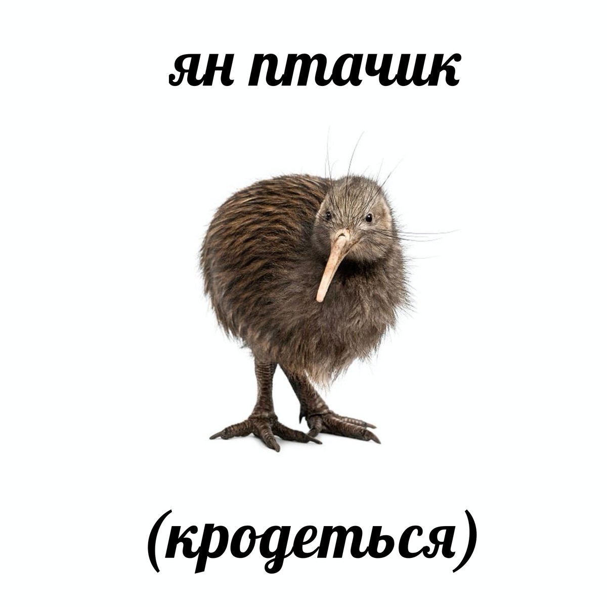 jetz tweet media