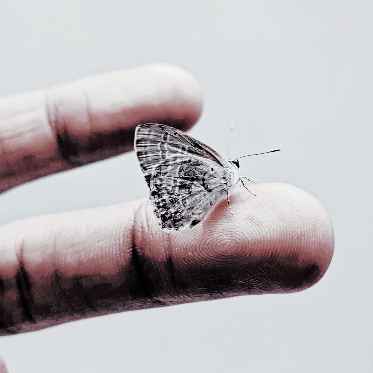 ˗ˏˋ 𝐆𝐀𝐍𝐃𝐀𝐋𝐅 tweet media