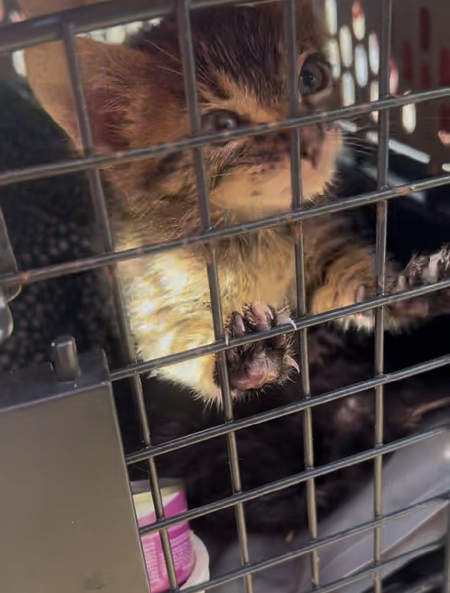 JoeyTuccio tweet media